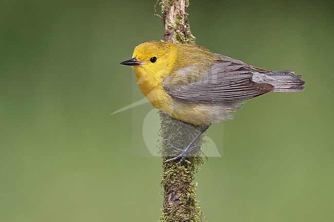 Adult female 
Galveston Co., TX 
April 2010 stock-image by Agami/Brian E Small,