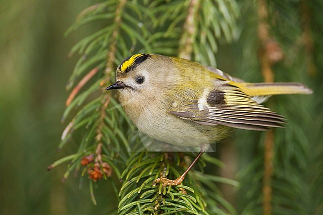 Goldcrest - Wintergoldhähnchen - Regulus regulus ssp. regulus, Germany stock-image by Agami/Ralph Martin,