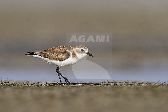 Lesser Sand Plover - Mongolenregenpfeifer - Charadrius mongolus, Oman, nonbreeding stock-image by Agami/Ralph Martin,