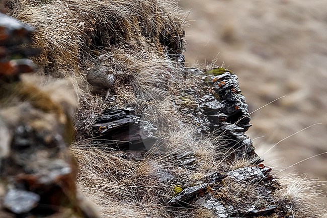 Adult female Caucasian Black Grouse sitting in slopes of Kazbegi mountain, Georgia. May 2007. stock-image by Agami/Vincent Legrand,