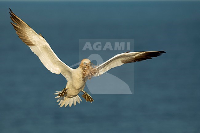 Jan-van-Gent in vlucht met nestmateriaal; Northern Gannet in flight with nesting material stock-image by Agami/Danny Green,