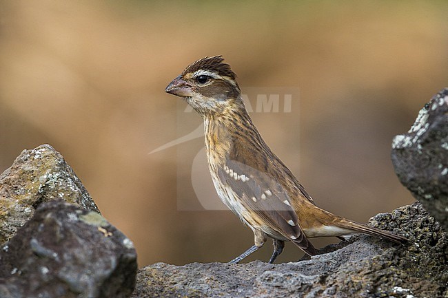 Onvolwassen Roodborstkardinaal, immature Rose-breasted Grosbeak stock-image by Agami/Daniele Occhiato,