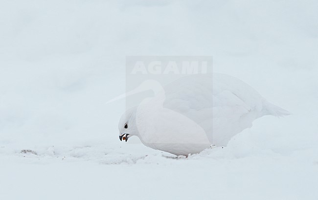 Mannetje Moerassneeuwhoen in winterkleed; Male Willow Ptarmigan in winterplumage stock-image by Agami/Markus Varesvuo,