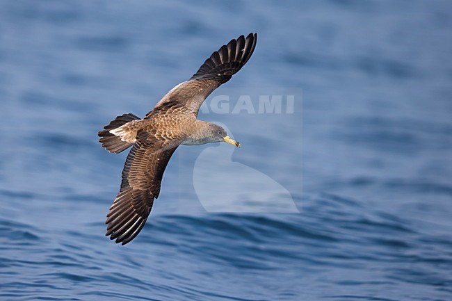 Vliegende Scopoli's Pijlstormvogel; Scopoli's Shearwater in flight stock-image by Agami/Daniele Occhiato,