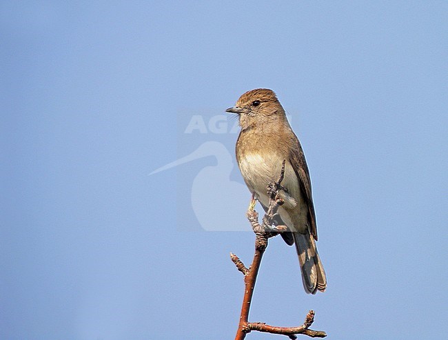 Angolan slaty flycatcher (Melaenornis brunneus) perched on a twig in Angola. stock-image by Agami/Pete Morris,