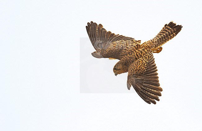 Alexander's Kestrel is a subspecies of Common Kestrel (Falco tinnunculus alexandri). Although it is sometimes considered a full species (Falco alexandri). It inhabits the southern and eastern islands of Cape Verde. stock-image by Agami/Eduard Sangster,