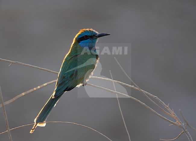 Kleine Groene Bijeneter in zit; Green Bee-eater perched stock-image by Agami/Markus Varesvuo,