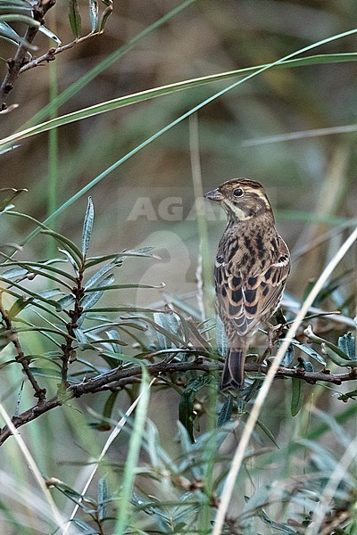 First-winter Rustic Bunting (Emberiza rustica) on Vlieland, Netherlands. A rare vagrant to the Netherlands stock-image by Agami/Marc Guyt,