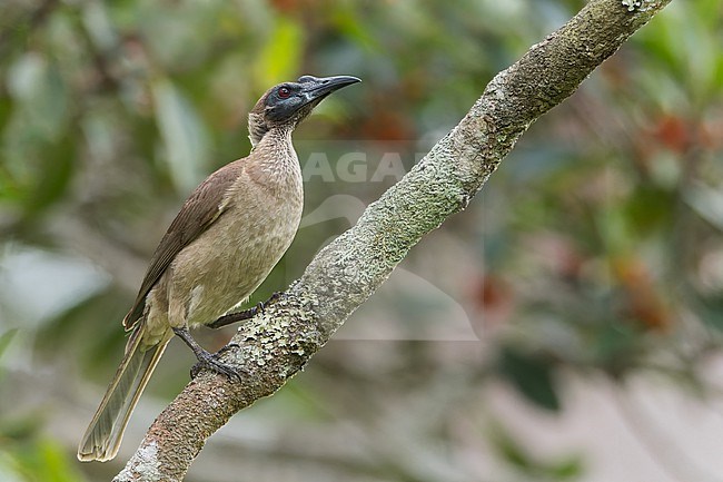 New Guinea Friarbird (Philemon novaeguineae) Perched on a branch in Papua New Guinea stock-image by Agami/Dubi Shapiro,