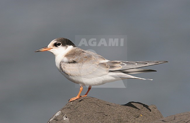 Juvenile Visdief zittend op steen; Juvenile Common Tern perched on rock stock-image by Agami/Chris van Rijswijk,