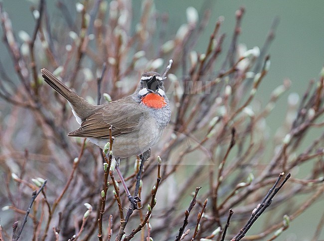 Siberian Rubythroat - Rubinkehlchen - Luscinia calliope, Russia (Ural), adult male stock-image by Agami/Ralph Martin,