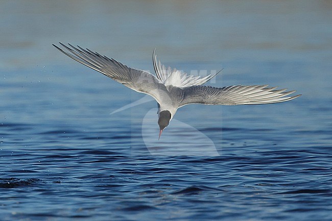 Adult Arctic Tern, Sterna paradisaea) in breeding plumage diving in the sea off Seward Peninsula, Alaska, United States. stock-image by Agami/Brian E Small,