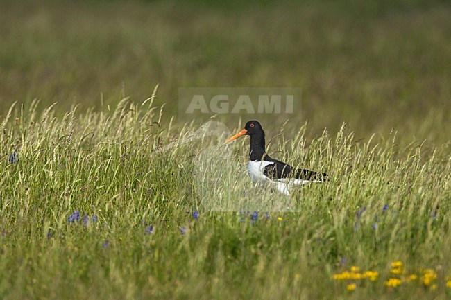 Eurasian Oystercatcher; Scholekster stock-image by Agami/Marc Guyt,