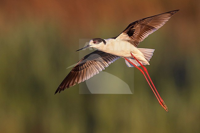 Black-winged Stilt (Himantopus himantopus) in Italy. stock-image by Agami/Daniele Occhiato,