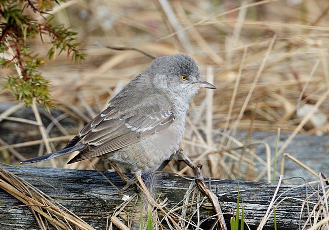 Sperwergrasmus foeragerend op de grond; Barred Warbler foraging on the ground stock-image by Agami/Markus Varesvuo,