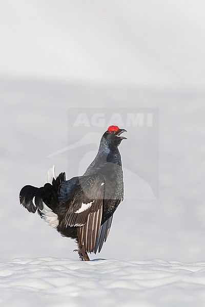 Adult male Black Grouse (Lyrurus tetrix tetrix) at a snow covered lek in Germany during early spring. Calling loudly. stock-image by Agami/Ralph Martin,