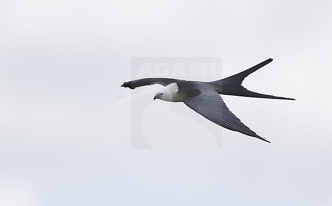 Swallow-tailed Kite (Elanoides forficatus), adult in flight at Everglades NP, Florida, USA stock-image by Agami/Helge Sorensen,