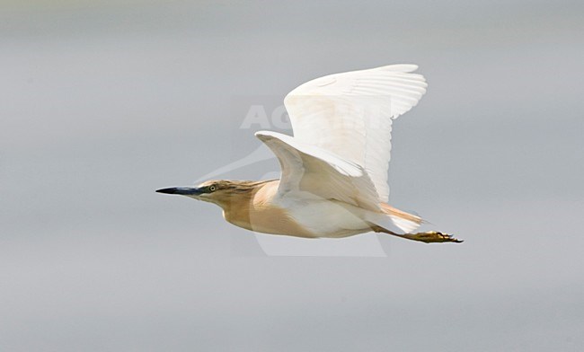 Volwassen Ralreiger in de vlucht; Adult Squacco Heron in flight stock-image by Agami/Marc Guyt,