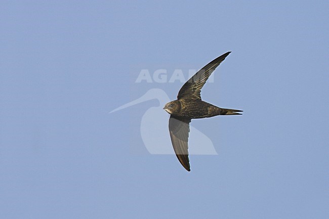 Gierzwaluw in vlucht, Common Swift in flight stock-image by Agami/Menno van Duijn,