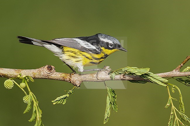 Mannetje Magnoliazanger in zomerkleed, Male Magnolia Warbler in breeding plumage stock-image by Agami/Brian E Small,