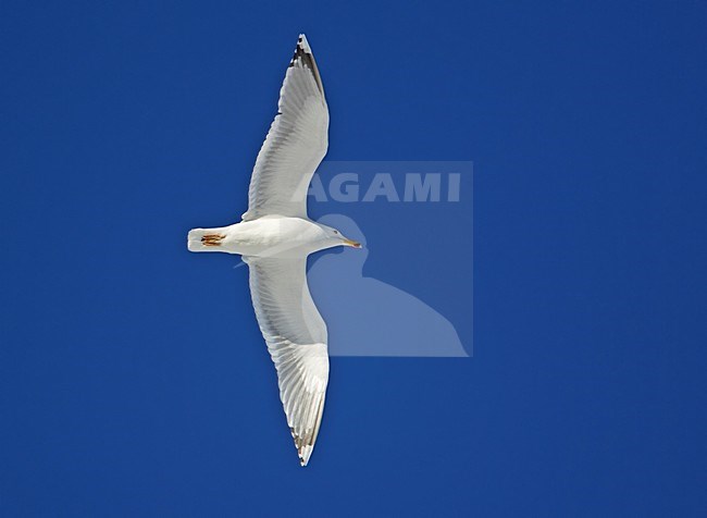 Zilvermeeuw in vlucht; Herring Gull flying stock-image by Agami/Markus Varesvuo,