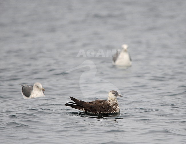 Second or third calendar year Pomarine Skua (Stercorarius pomarinus) swimming on the Altantic ocean off the coast of Spain in the Bay of Biscay. stock-image by Agami/Dani Lopez-Velasco,