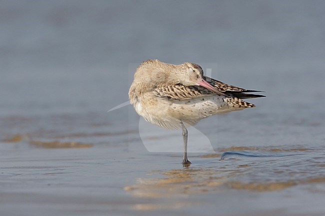 Rosse Grutto poetsende juveniel; Bar-tailed Godwit Preening juveniel stock-image by Agami/Arie Ouwerkerk,