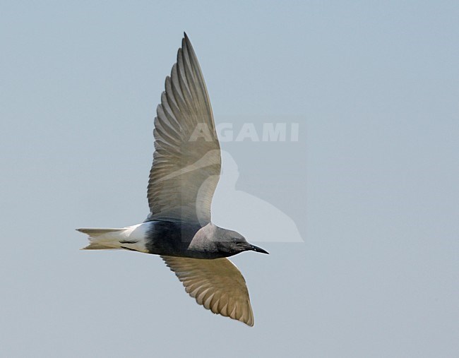 Zwarte Stern; Black Tern (Chlidonias niger) Hungary May 2008 stock-image by Agami/Markus Varesvuo / Wild Wonders,