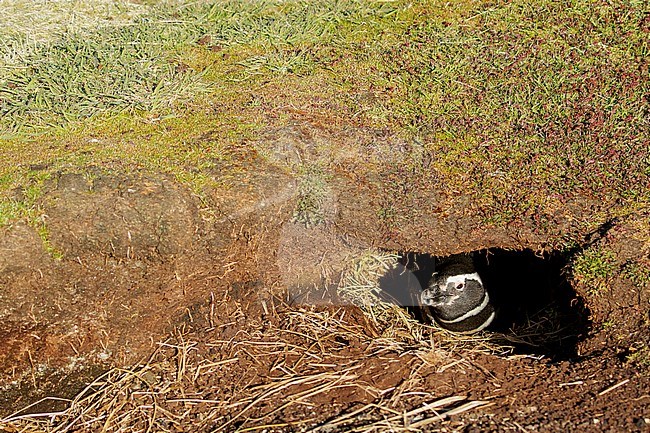 Magellanic Penguin (Spheniscus magellanicus) at its nesting colony in the Falkland Islands. stock-image by Agami/Glenn Bartley,