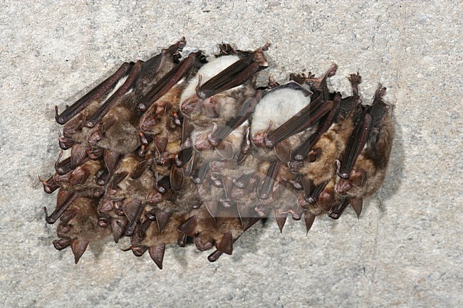 Groep Vale Vleermuizen hangend in een grot; Group of Greater Mouse-eared Bats hanging in a cave stock-image by Agami/Theo Douma,