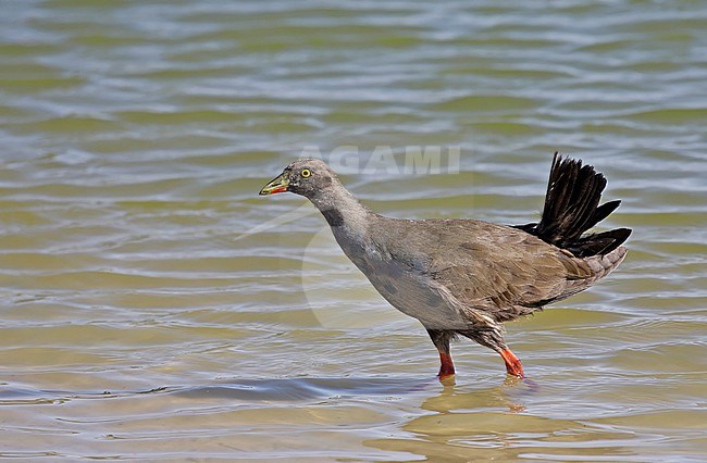 Immature Black-tailed Nativehen (Tribonyx ventralis) in Southern Australia. stock-image by Agami/Pete Morris,