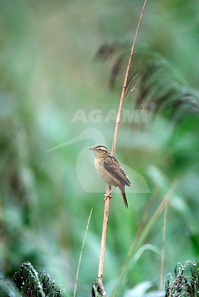 Waterrietzanger; Acrocephalus paludicola; Aquatic warbler; Seggenrohrsanger; Phragmite aquatique; Rode Lijst; zeldzaam; ernstig bedreigd; wereldschaal; Oost-Europa; vogel; dier; avifauna; natuur; rietvogel; Natura 2000; Rusland; achteruitgang; moerasgebieden; Red List; rare; threatened; worldscale; Eastern Europe; bird; animal; avian; nature; reedbird; decline; swamps stock-image by Agami/Harvey van Diek,