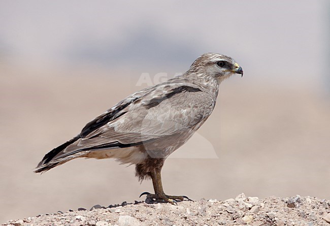 Steppebuizerd in zit; Steppe Buzzard perched stock-image by Agami/Markus Varesvuo,