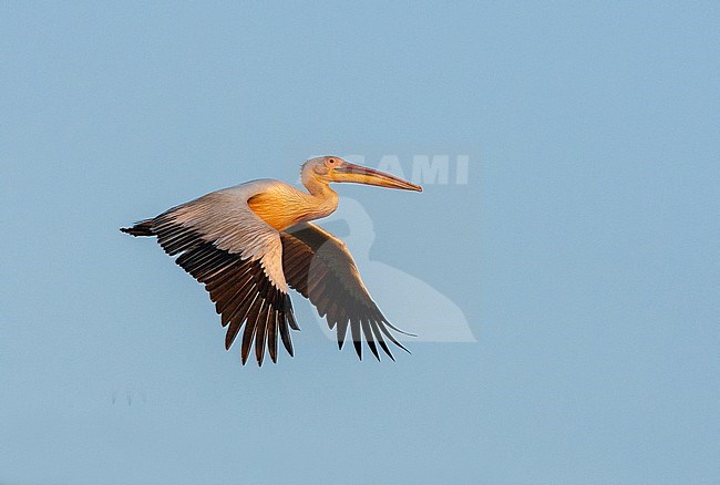 Great White Pelican (Pelecanus onocrotalus) in flight during late evening light in Donau Delta, Romania. stock-image by Agami/Marc Guyt,