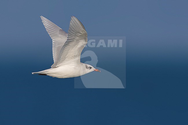 Mediterranean Gull (Ichthyaetus melanocephalus) in Italy. Adult moulting to winter plumage. stock-image by Agami/Daniele Occhiato,