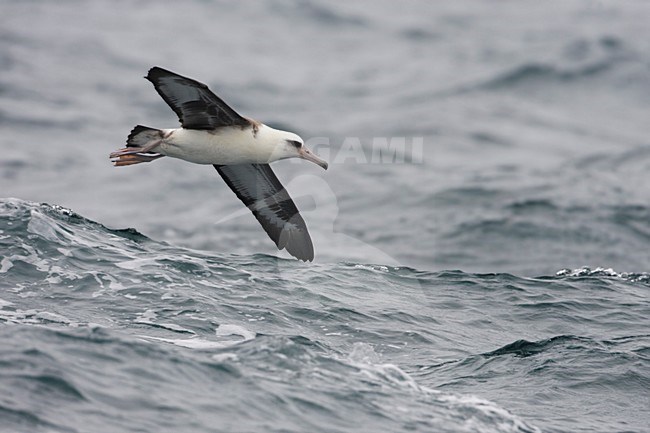 Laysanalbatros in vlucht; Laysan Albatross in flight stock-image by Agami/Martijn Verdoes,