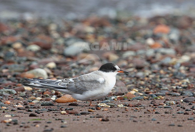 Noordse Stern, Arctic Tern, Sterna paradisaea stock-image by Agami/Hugh Harrop,