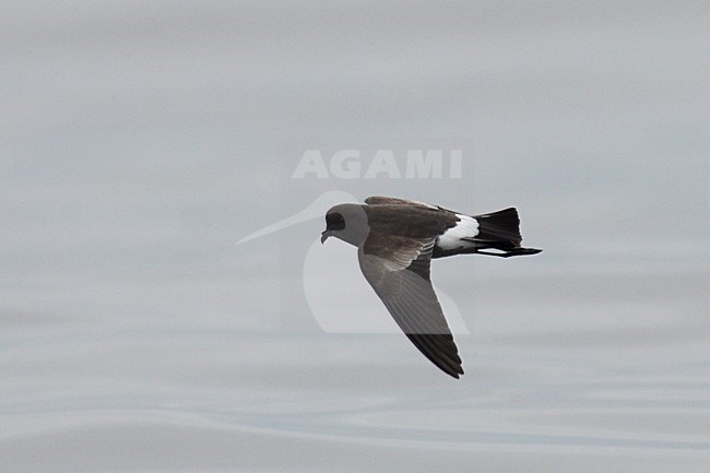  stock-image by Agami/Laurens Steijn,