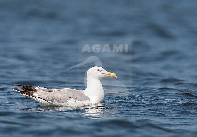 Adult Caspian Gull (Larus cachinnans in the Donau delta in Romania. Alert looking bird in summer plumage floating on the water surface. stock-image by Agami/Marc Guyt,