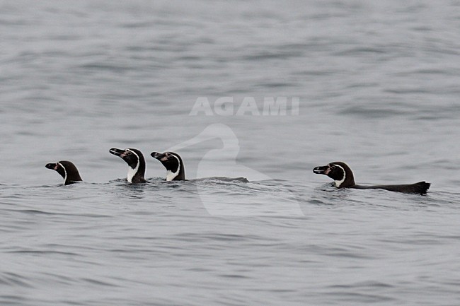  stock-image by Agami/Laurens Steijn,