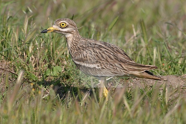 Griel zittend in gras; Eurasian Stone-curlew perched in gras stock-image by Agami/Bill Baston,