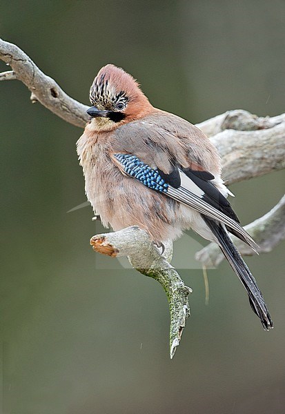 Gaai, Eurasian Jay, stock-image by Agami/Alain Ghignone,