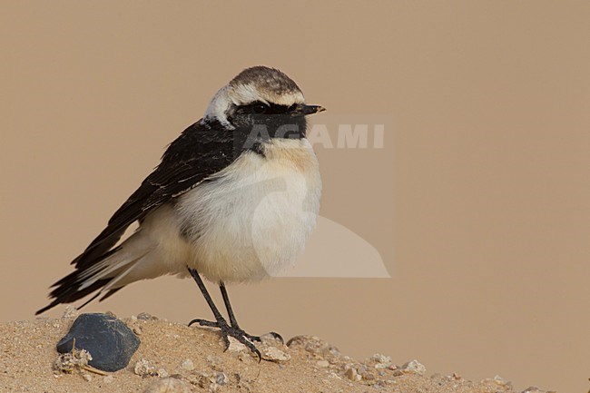 Bonte Tapuit, Pied Wheatear stock-image by Agami/Daniele Occhiato,