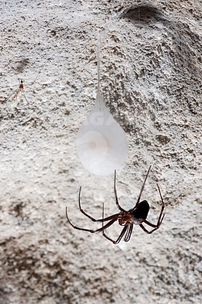 Grottenspin, Cave Spider stock-image by Agami/Theo Douma,