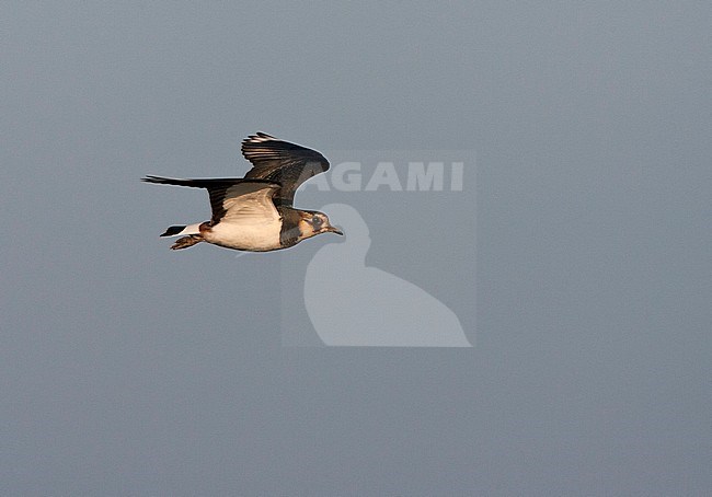 Adult Northern Lapwing (Vanellus vanellus) in winter plumage in flight at Starrevaart, Netherlands. stock-image by Agami/Marc Guyt,