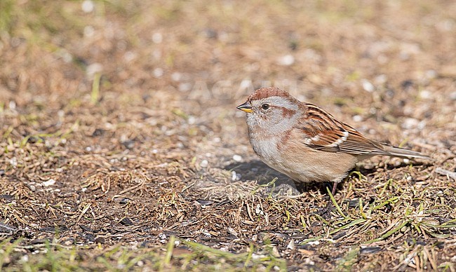 American Tree Sparrow, Spizelloides arborea, in North America. Standing on the ground during autumn migration. stock-image by Agami/Ian Davies,