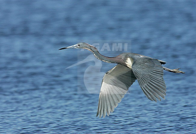 Adult
Galveston Co., TX
June 2006 stock-image by Agami/Brian E Small,