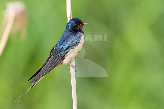 Barn Swallow (Hirundo rustica), side view of an adult perched on a reed, Campania, Italy stock-image by Agami/Saverio Gatto,