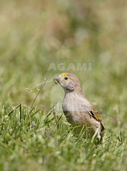 Foeragerende Syrische Kanarie; Foraging Syrian Serin stock-image by Agami/Markus Varesvuo,