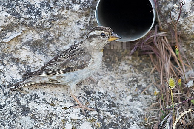 Rock Sparrow (Petronia petronia), side view of an adult standing in front of the nest entrance stock-image by Agami/Saverio Gatto,